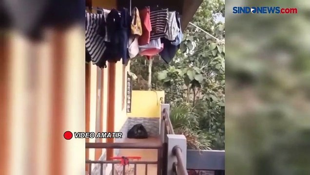 Kemunculan Gerombolan Monyet Liar Muncul Resahkan Warga Bandung