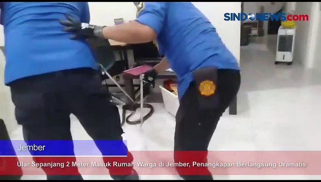 Ular Sepanjang 2 Meter Masuk Rumah Warga di Jember, Penangkapan Berlangsung Dramatis