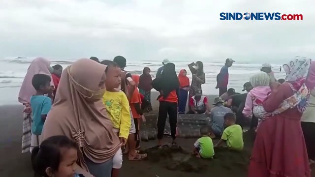 Warga Evakuasi 2 Hiu Tutul Seberat 1 Ton yang Mati Terdampar di Cilacap dengan Cara Dipotong