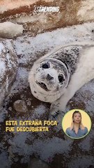 Una extraña foca fue descubierta por un hombre en China: está en peligro de extinción