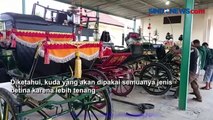 Kirab Pernikahan Kaesang-Erina di Solo, 12 Kereta Kencana Siap Dipakai