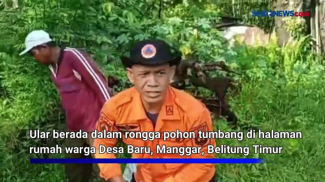 Ular Sanca Sepanjang 5 Meter di Halaman Rumah, Bikin Heboh Warga di Belitung Timur