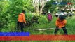 Ular Sanca Raksasa Sembunyi dalam Rongga Pohon di Belitung Timur, Begini Penampakannya