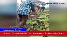 Sejumlah Warga Gotong Ular Piton Raksasa yang Sembunyi dalam Rawa di Labuhanbatu Selatan