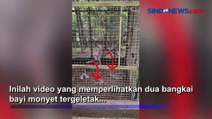 Viral! Dua Monyet Mati di Bogor Mini Zoo, Bima Arya Minta Pengelola Serius