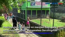 Meriahkan Libur Nataru, Bayi Harimau Lahir di TRMS Serulingmas Banjarnegara