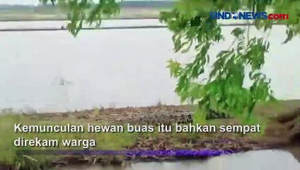 Warga Tulang Bawang Resah, Buaya Muara Muncul Dekat Permukiman