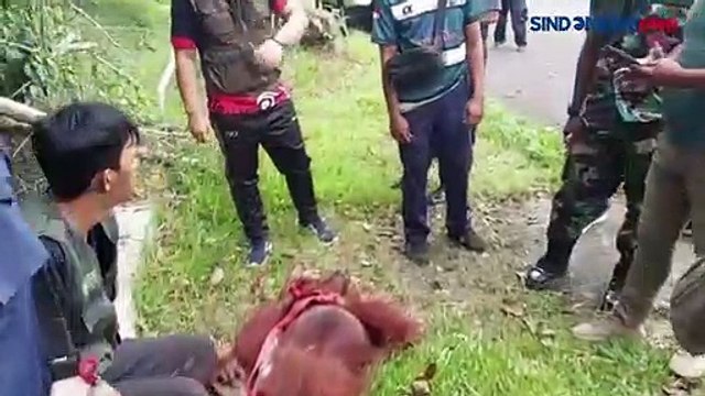 Penampakan Orang Utan yang Terobos Runway Bandara Iskandar Pangkalan Bun