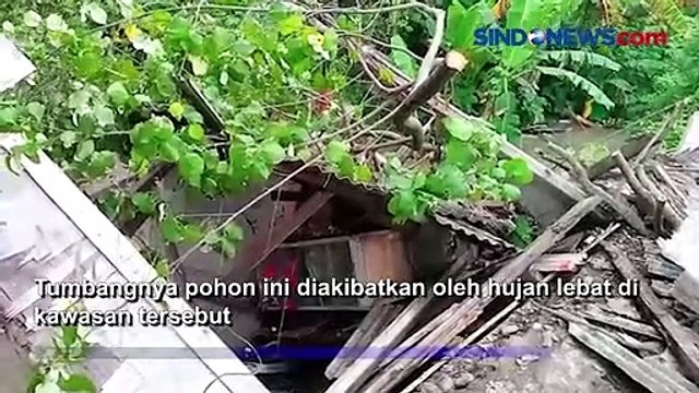 Kios Hancur Tertimpa Pohon Waru Tumbang di Pemalang