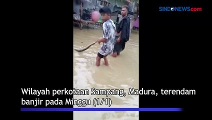 Terbawa Arus Banjir di Sampang, Ular Piton Ditangkap Pemuda Setempat
