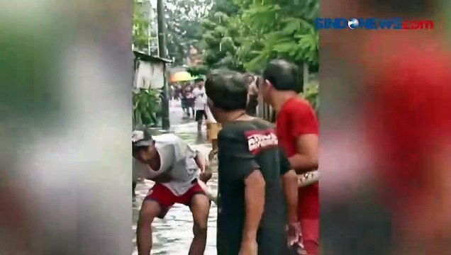 Geger, Ular Sanca Sepanjang 3 Meter Muncul ketika Banjir di Koja