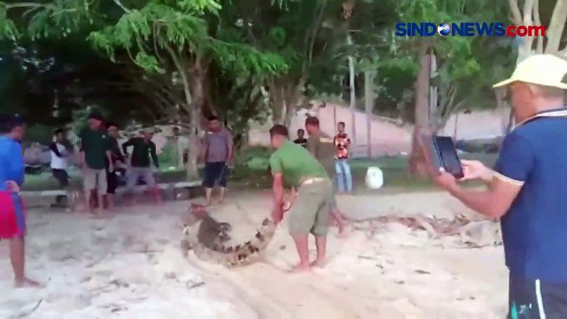 Buaya Muara Terperangkap Jaring Nelayan di Konawe Selatan, Begini Penampakannya