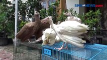 Pria di Medan Mendapat Untung dari Mengembangbiakkan Burung Merak