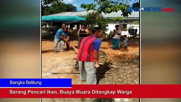 Serang Pencari Ikan, Buaya Muara Ditangkap Warga