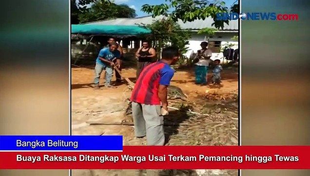 Buaya Raksasa Ditangkap Warga Usai Terkam Pemancing hingga Tewas di Bangka Belitung