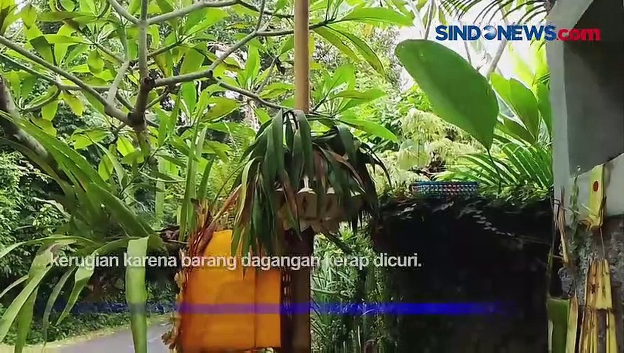 Masuk ke Permukiman Warga, Kera Liar Resahkan Warga di Karangasem Bali