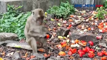 Télécharger la video: Bikin Khawatir, Sekawanan Monyet Ekor Panjang Turun ke Pemukiman Warga di Cilegon