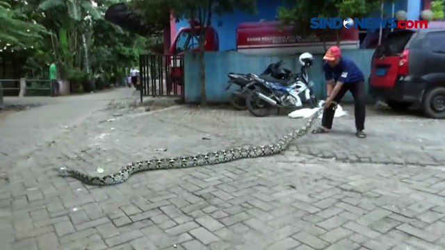 Ular Piton Sembunyi di Plafon Rumah Warga Tangerang, Begini Penampakannya