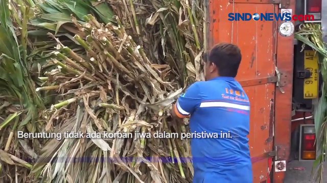 Kelebihan Muatan, Truk Bermuatan Daun Jagung Terguling