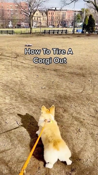 How exactly does a corgi walk
