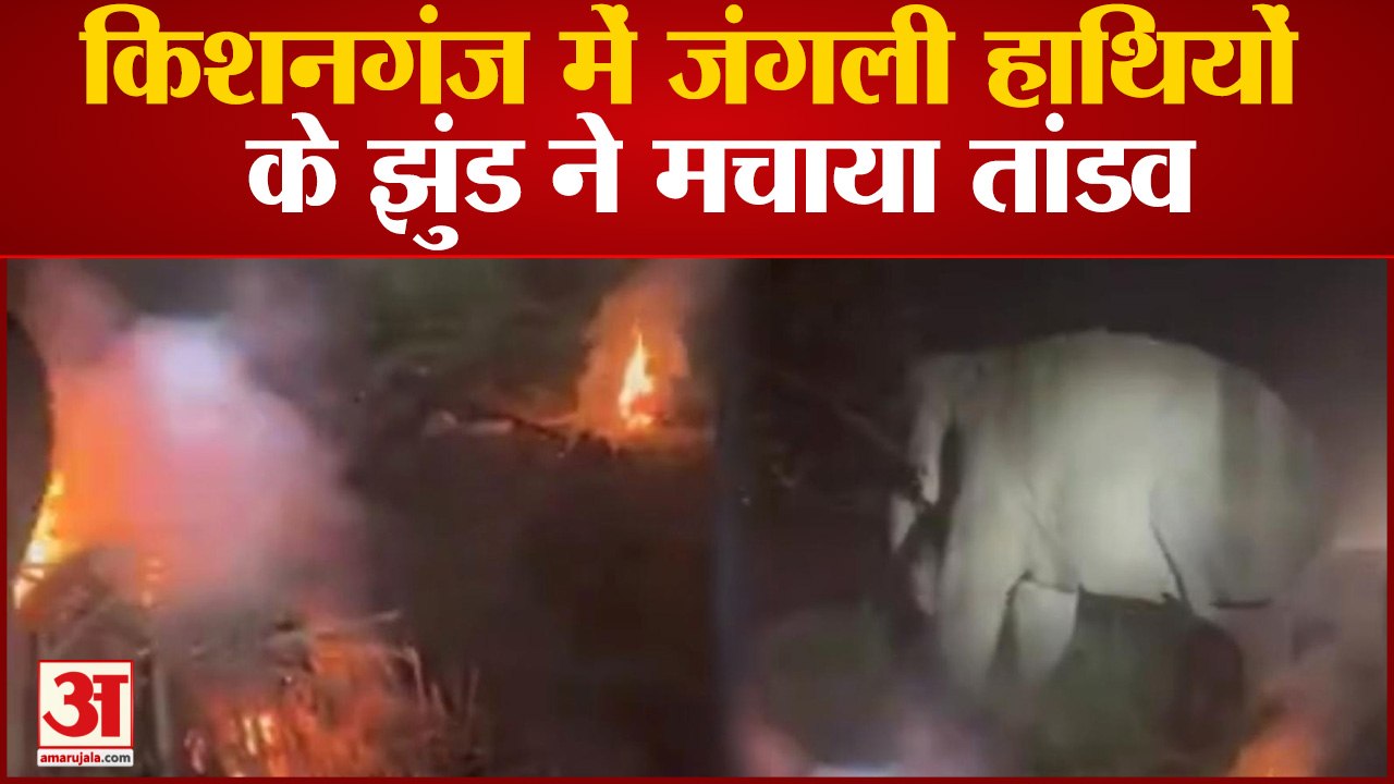 Bihar News: किशनगंज में जंगली हाथियों के झुंड ने मचाया तांडव | Kisanganj News