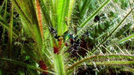 Bí Ẩn Về Thực Vật Ăn Động Vật tập 1