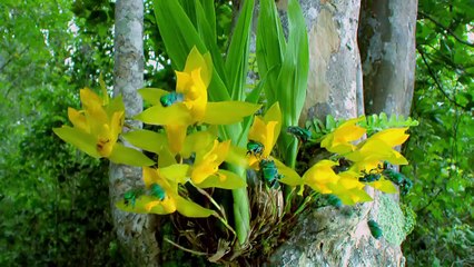 Bí Ẩn Về Thực Vật Ăn Động Vật tập 2