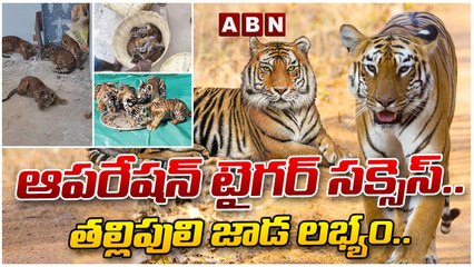 ఆపరేషన్ టైగర్ సక్సెస్.. తల్లిపులి జాడ లభ్యం.. || Tiger Cubs Rescue in Nandyal || ABN Telugu