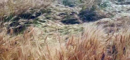 अंधड़ के साथ बारिश और ओलावृष्टि