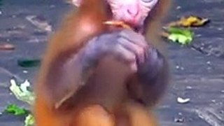 newborn baby monkey