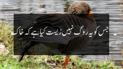 Nain Jab Say Wo Uthay Har Khizan Main Hy Bahaar.... Ehed Karwa Kay Maira Loota Dil Ka Hy Qaraar