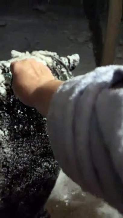 Raking Snow Off a Big Bear
