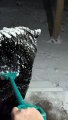 Raking Snow Off a Big Bear