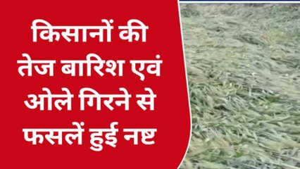 इटावा: बारिश और ओलावृष्टि से सरसों वा आलू की फसलों को नुकसान