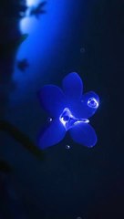 ANIME ricap clips best moments