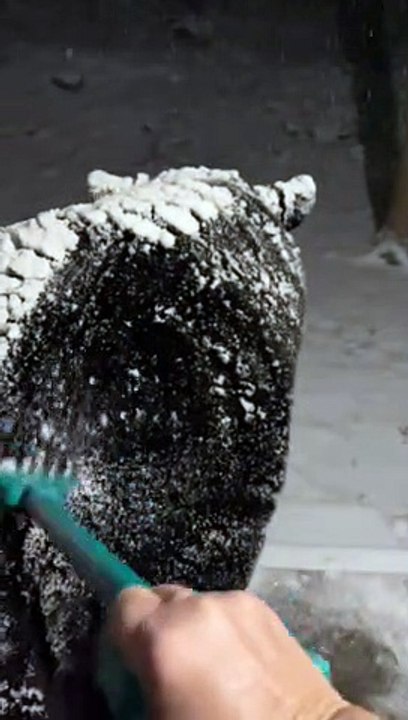 Raking Snow Off a Big Bear