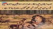Urdu Islamic Quotes - Urdu Quotes Islamic poetry - Urdu poetry new quotes