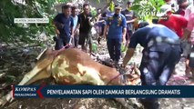 Dramatis! Petugas Damkar dan Warga Evakuasi Sapi dari Sungai Mlese di Klaten