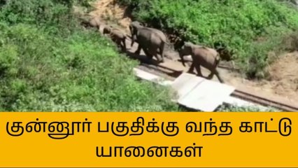 நீலகிரி: காட்டு யானைகள் உலா-வனத்துறை கடும் எச்சரிக்கை