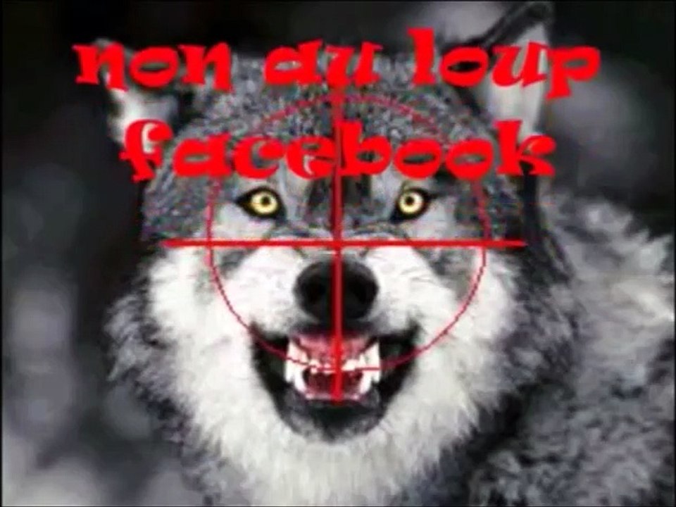 Un loup a été aperçu au bord de la route