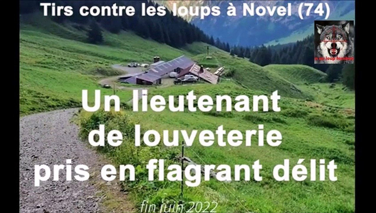 un lieutenant de louveterie accusé d’avoir illégalement appâté un loup pour le tuer