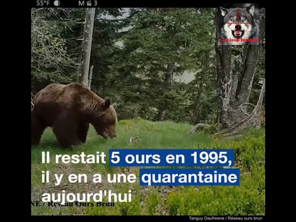Un berger chargé par un ours qui venait d’attaquer