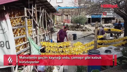 Mahallenin geçim kaynağı oldu, çamaşır gibi kabuk kurutuyorlar