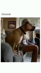 Dog Loves Watching Soccer