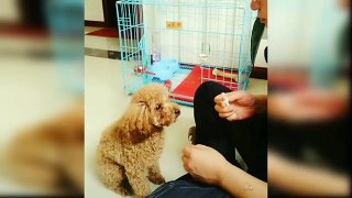 Baby_Dogs_-_Cute_and_Funny_Dog_Videos_Compilation