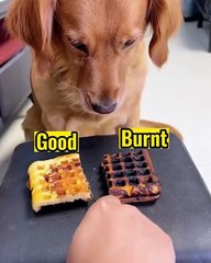 Dog Funny video... Short video... Dog lovers