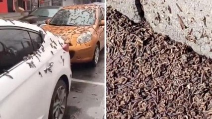 Gökten solucan yağması gerçek mi? Solucan yağmuru gerçek m, nasıl oluyor?