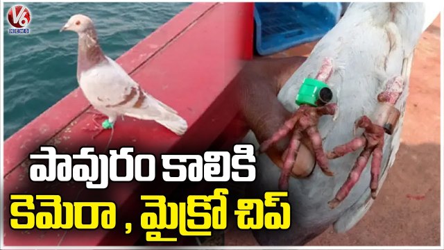 Suspected Spy Pigeon With Fitted Devices On Leg Caught In Odisha _ V6 News