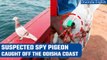 Suspected spy pigeon caught off the coast of Odisha, probe on | Oneindia News