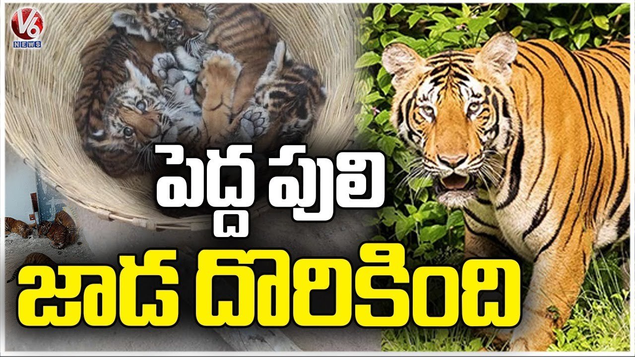 Search Operation Continues For Mother Tiger | Nandyal | V6 News